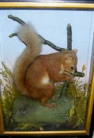 hutchredsquirrel10.jpg