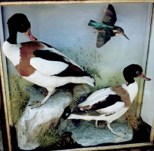 hutchshelduck1.jpg