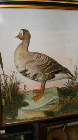 hutgreylag.jpg