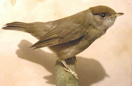 jBlackcap.jpg