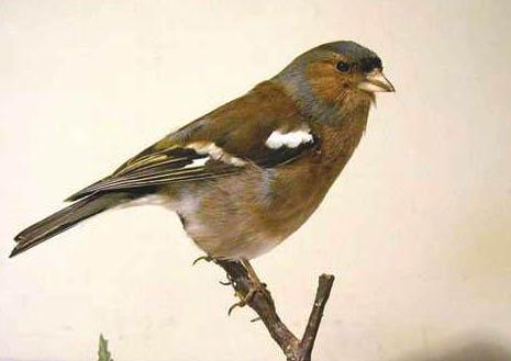 jChaffinch.jpg