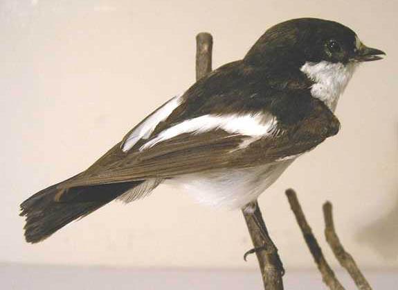 jPiedFlycatcher.jpg