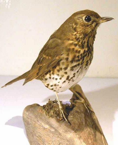 jSongThrush2.jpg