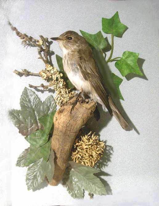 jSpottedFlycatcher.jpg