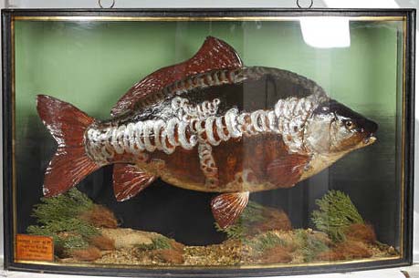 jackopie1952carp.jpg