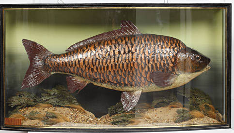 jackopie1954carp.jpg