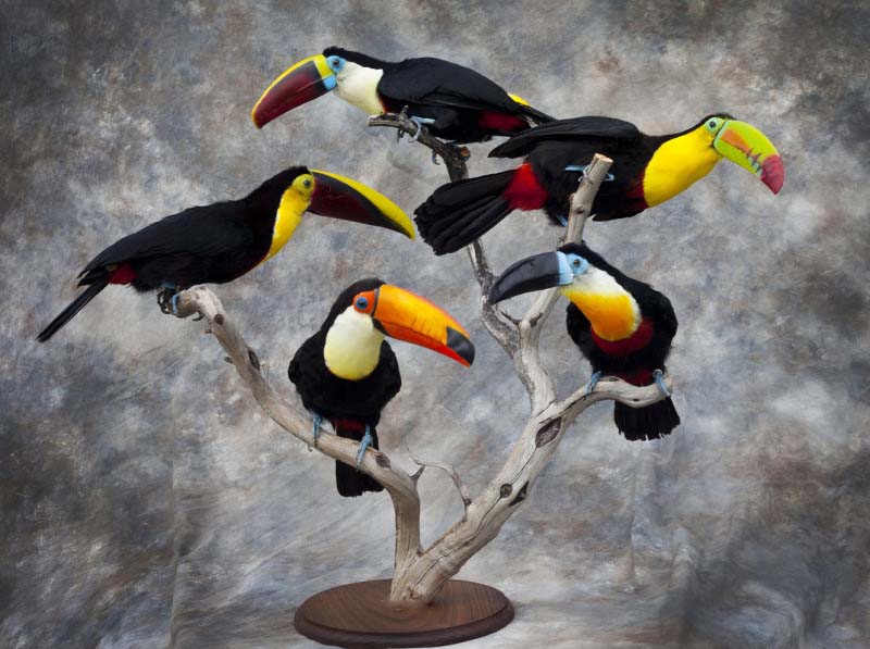 jbtoucans.jpg