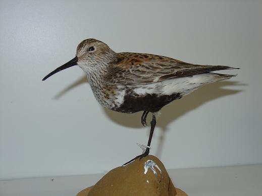 jdunlin1.JPG