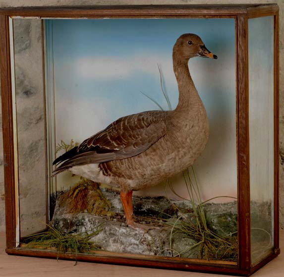 jefferiesgreylag.jpg