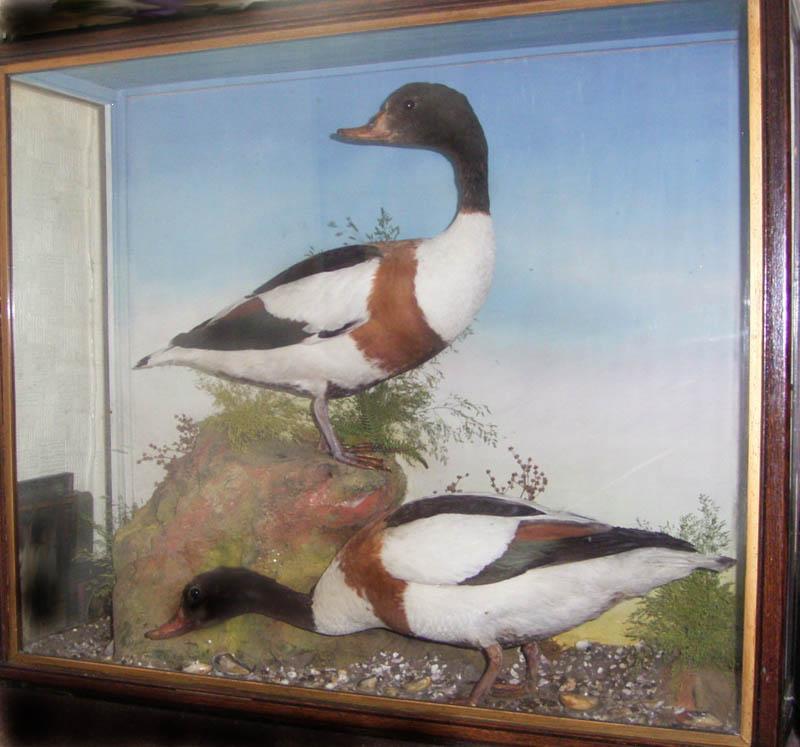 jefferiesshelduck.JPG