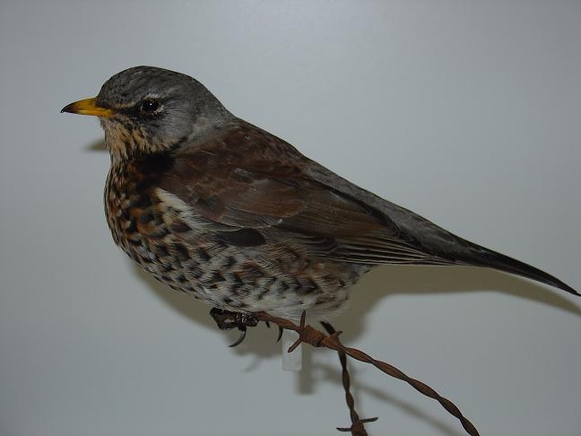 jfieldfare.JPG