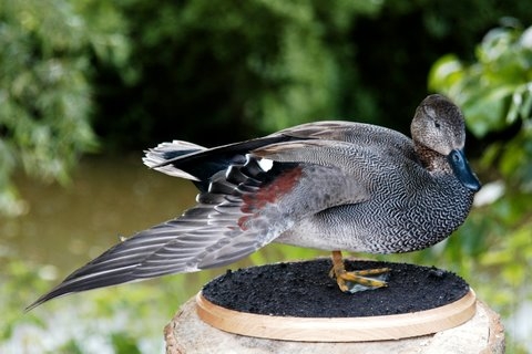 jgadwall.JPG