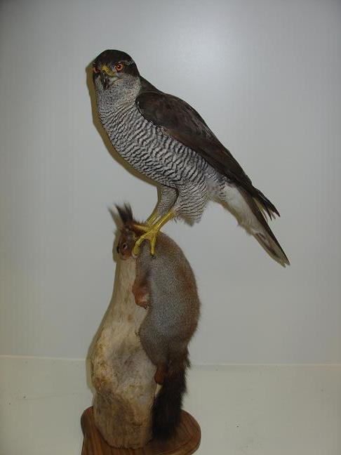 jgoshawk.JPG