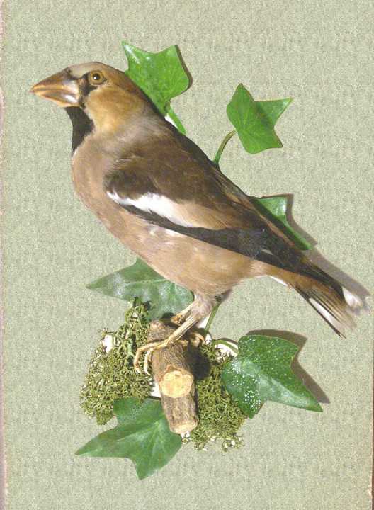 jpAHawfinch.jpg