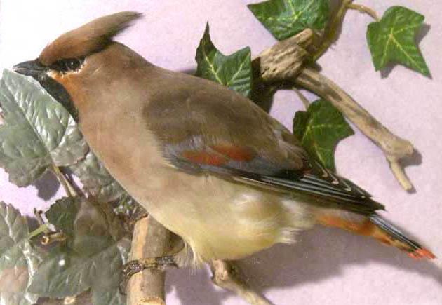 jwaxwing.jpg