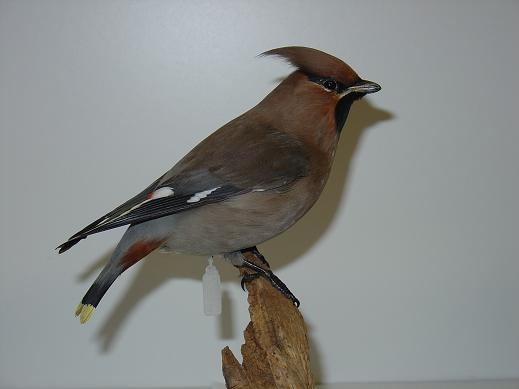 jwaxwing1.JPG