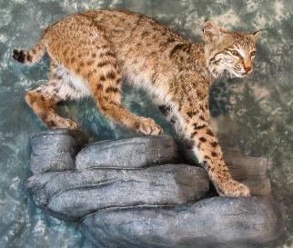 kansasbobcat1.jpg