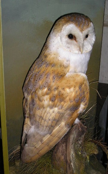 kenbarnowl1JPG