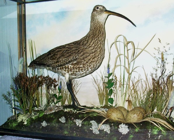 kencurlew.jpg