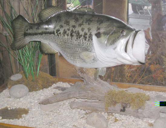 largemouth.jpg