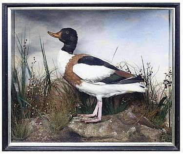 lawrenceshelduck.jpg