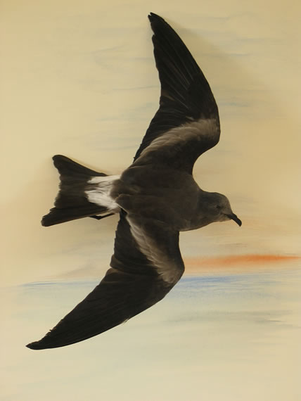 leaches-petrel_4296_open.jpg