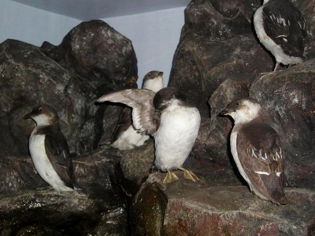 littleauks.jpg