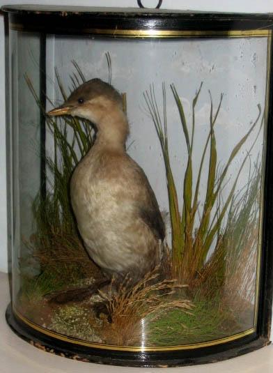 littlecoopergrebe.jpg