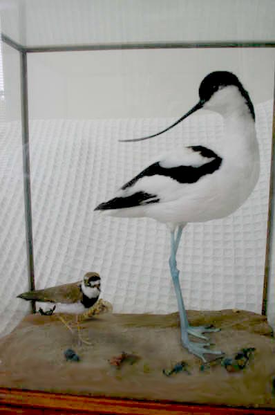 littleringavocet.JPG