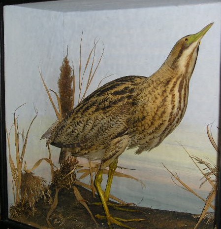 lownebittern.JPG