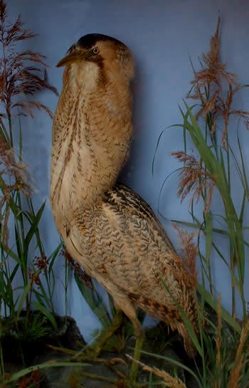 lownebittern.jpg