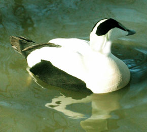 male-eider-duck.jpg