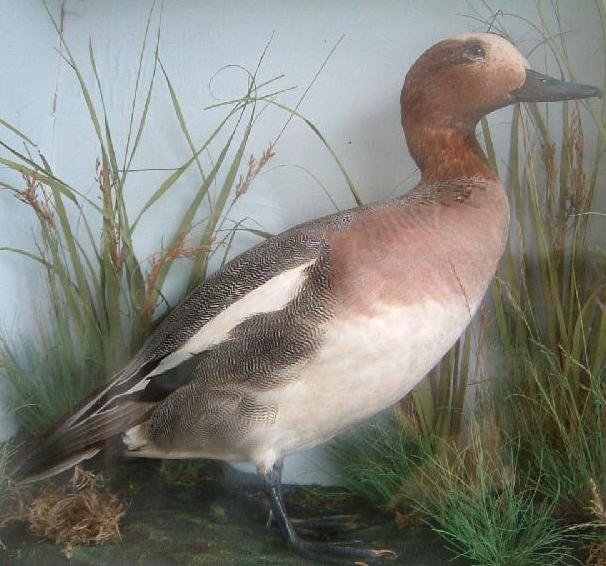 malewidgeon.jpg