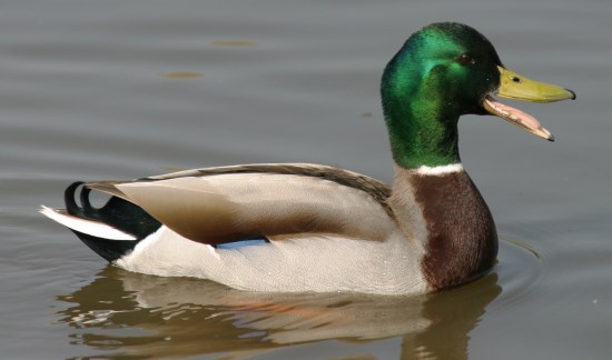 mallardcaddo.jpg