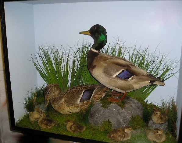 mallardchick.JPG