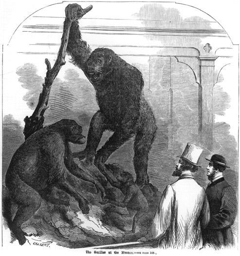 mcCoygorillas1865.jpg