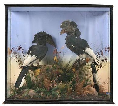 mccleayhornbills.jpg