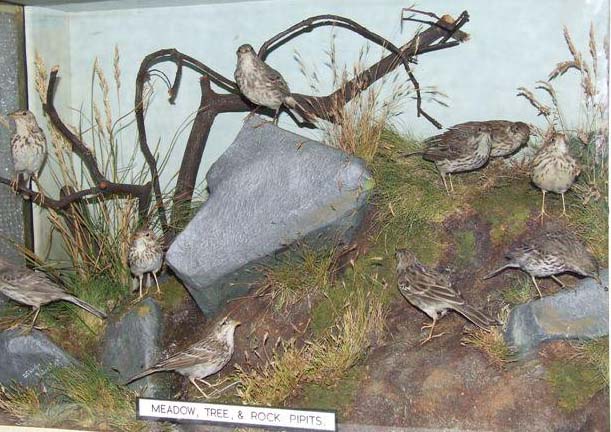 meadowaspipits.jpg