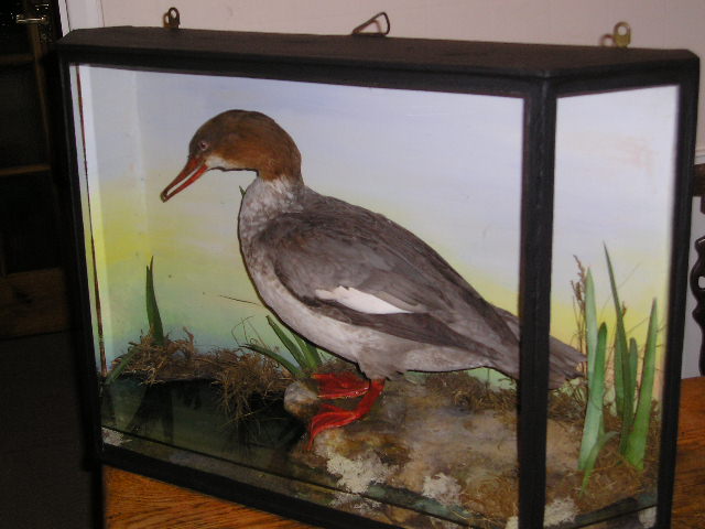 merganser.JPG