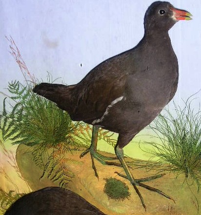 moorhen.jpg