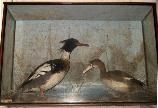 mouldymerganser.JPG
