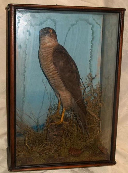 mouldysparrowhawk.JPG