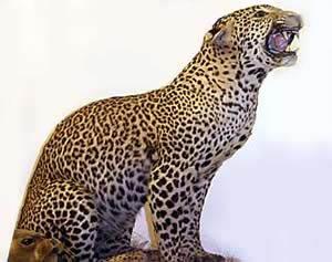 mountedleopardroar.jpg