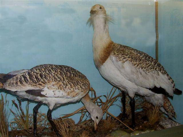 murraybustards.jpg