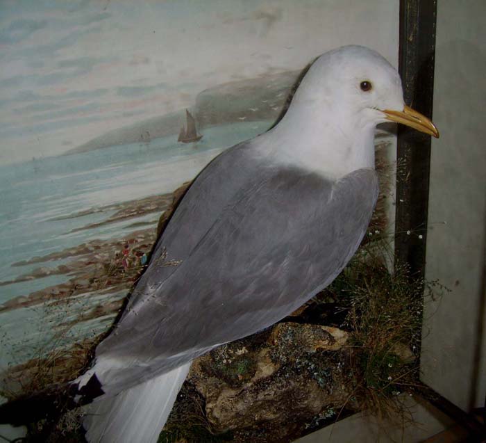 murraykittiwake.1.jpg