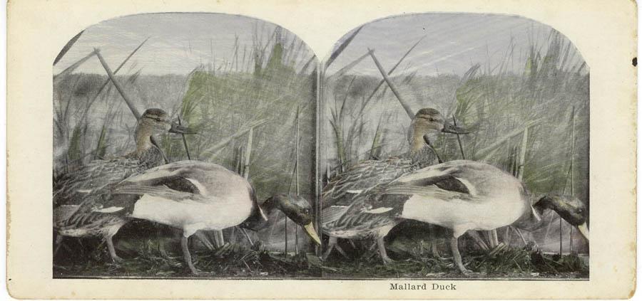 newyorkmallards.jpg