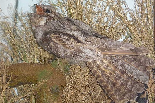 nightjar6.jpg