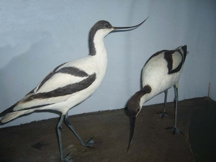 ogteavocet.jpg