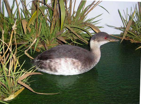 ogteblackgrebe.jpg