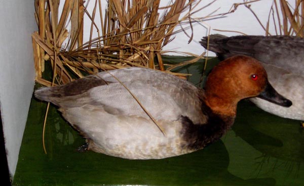 ogtepochard.jpg